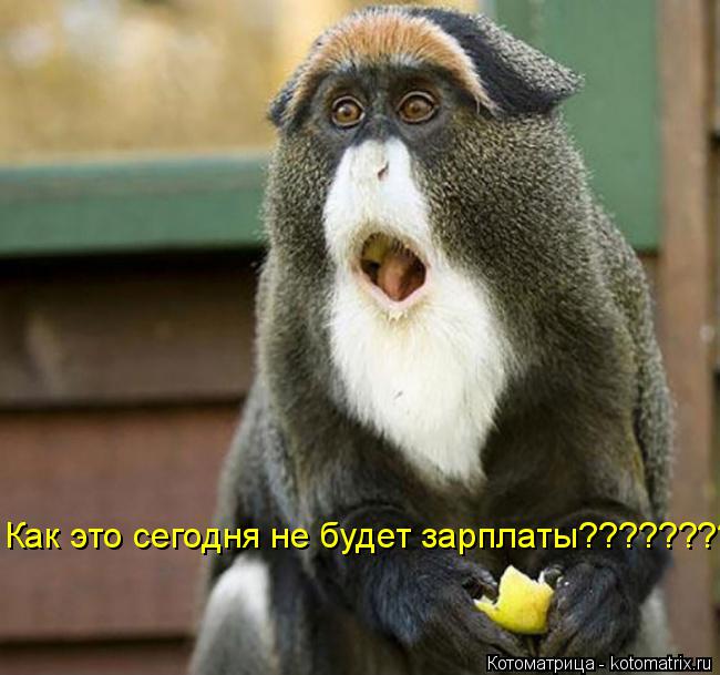 Котоматрица: Как это сегодня не будет зарплаты????????