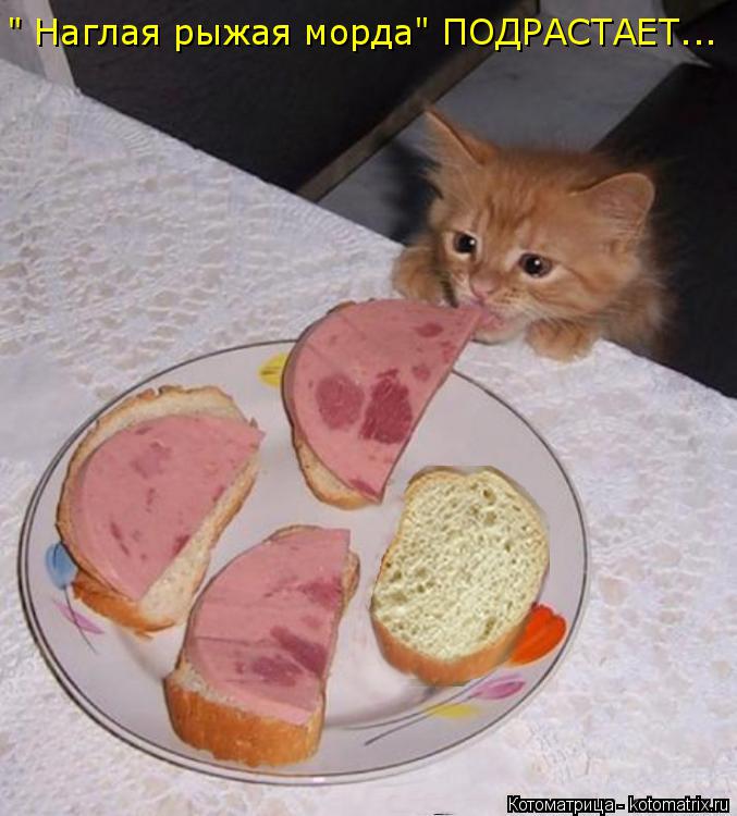" Наглая рыжая морда" ПОДРАСТАЕТ...... Котоматрица: " Наглая рыжая морда" ПОДРАСТАЕТ...