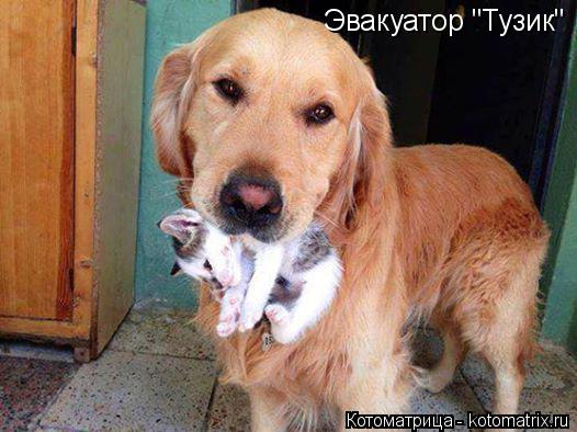 Эвакуатор "Тузик"... Котоматрица: Эвакуатор "Тузик"