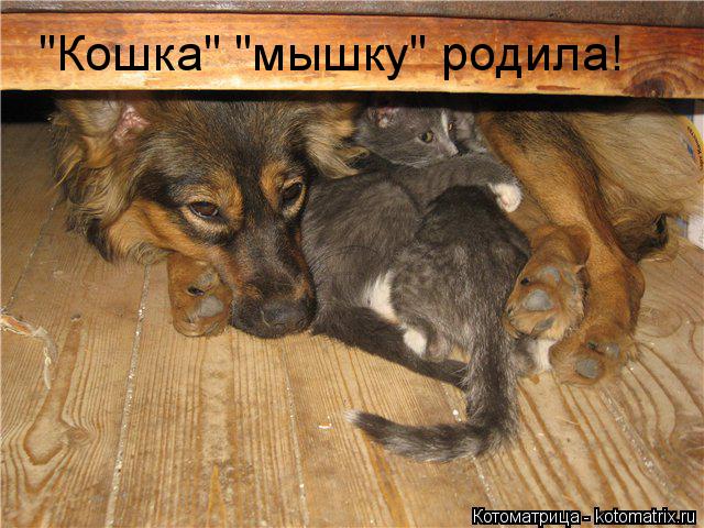 "Кошка" "мышку" родила!... Котоматрица: "Кошка" "мышку" родила!