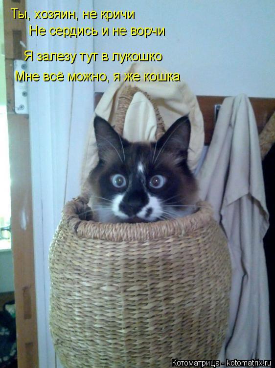 Ты, хозяин, не кричи, не сердись и не ворчи, Ты, хозяин, не кричи Не сердись и не ворчи Я залезу тут... Котоматрица: Ты, хозяин, не кричи, не сердись и не ворчи, Ты, хозяин, не кричи Не сердись и не ворчи Я залезу тут в лукошко Мне всё можно, я же кошка