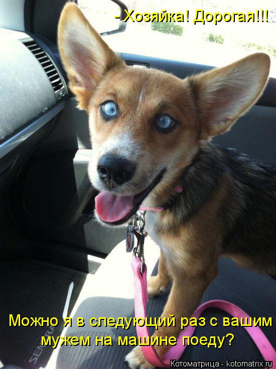 - Хозяйка! Дорогая!!! Можно я в следующий раз с вашим мужем на машине поеду?... Котоматрица: - Хозяйка! Дорогая!!! Можно я в следующий раз с вашим мужем на машине поеду?