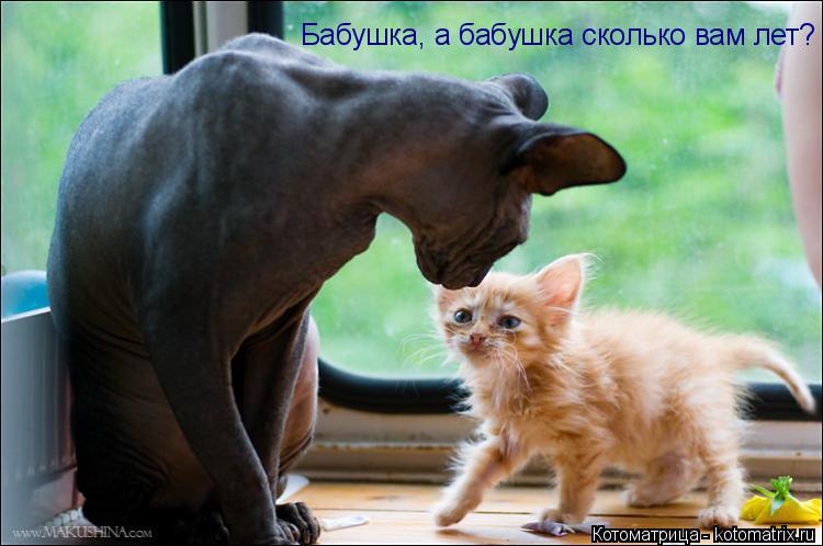 Бабушка, а бабушка сколько вам лет?... Котоматрица: Бабушка, а бабушка сколько вам лет?