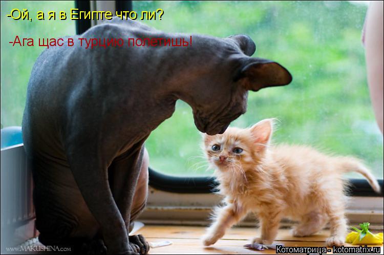 Котоматрица: -Ага щас в турцию полетишь! -Ой, а я в Египте что ли?