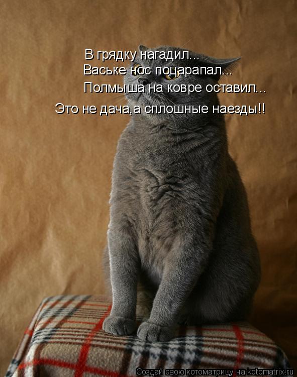 Котоматрица: В грядку нагадил... Ваське нос поцарапал... Полмыша на ковре оставил... Это не дача,а сплошные наезды!!