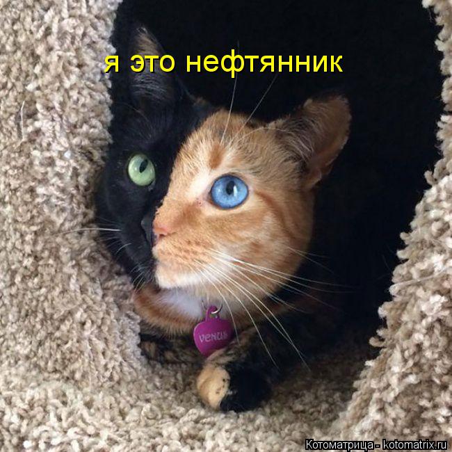 Котоматрица: я это нефтянник