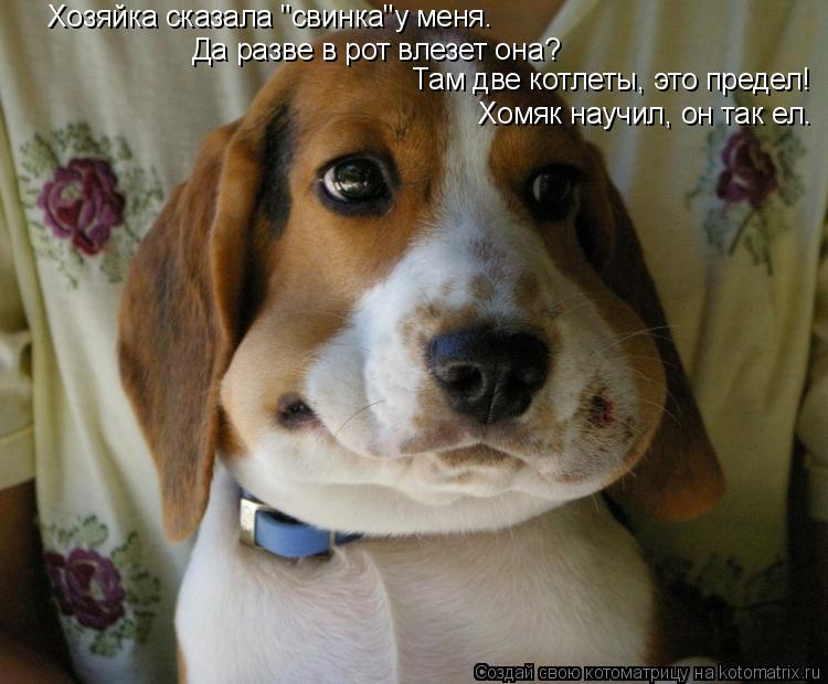 Да разве в рот влезет она? Хомяк научил, он так ел. Там две котлеты, это предел! Хозяйка сказала "сви... Котоматрица: Да разве в рот влезет она? Хомяк научил, он так ел. Там две котлеты, это предел! Хозяйка сказала "свинка"у меня.