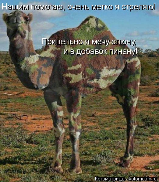 Котоматрица: Нашим помогаю, очень метко я стреляю! и в добавок пинану! Прицельно я мечу слюну,