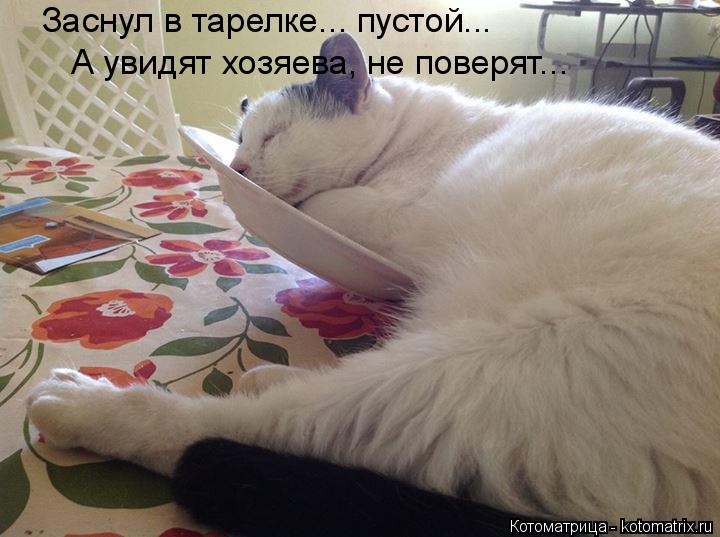 Котоматрица: Заснул в тарелке... пустой... А увидят хозяева, не поверят...