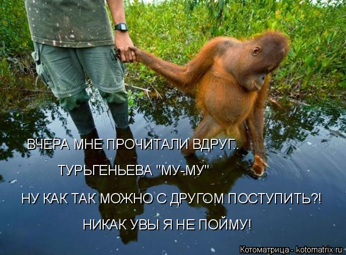Котоматрица: НУ КАК ТАК МОЖНО С ДРУГОМ ПОСТУПИТЬ?! НИКАК УВЫ Я НЕ ПОЙМУ! ВЧЕРА МНЕ ПРОЧИТАЛИ ВДРУГ.. ТУРЬГЕНЬЕВА "МУ-МУ"