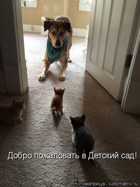Котоматрица: Добро пожаловать в Детский сад!