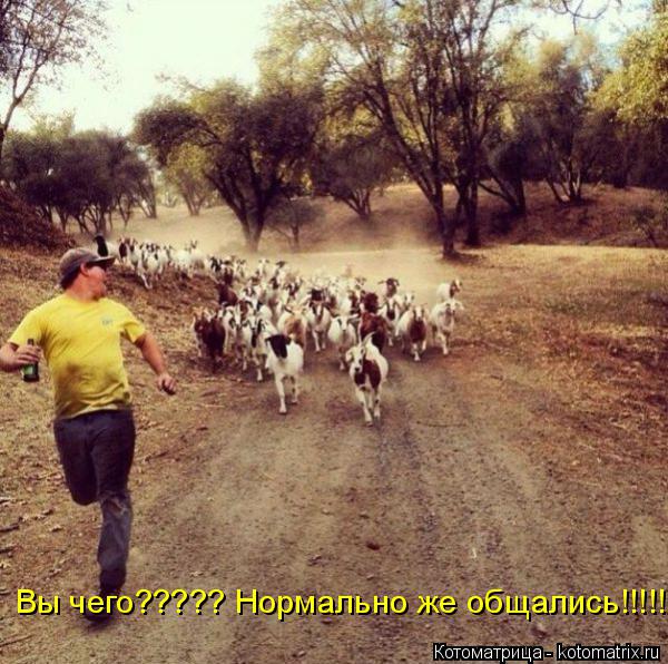 Котоматрица: Вы чего????? Нормально же общались!!!!!