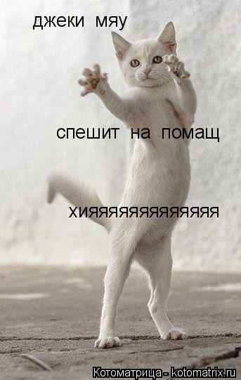 Котоматрица: джеки  мяу спешит  на  помащ хияяяяяяяяяяяяя