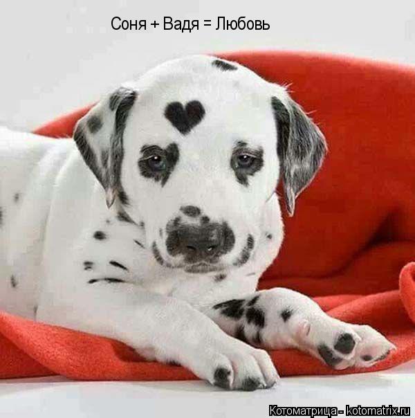 Котоматрица: Соня + Вадя = Любовь