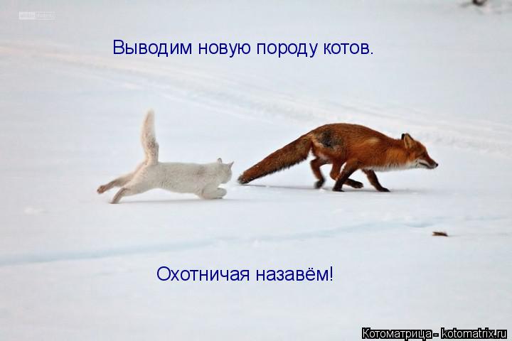 Выводим новую породу котов. Охотничая назавём!... Котоматрица: Выводим новую породу котов. Охотничая назавём!