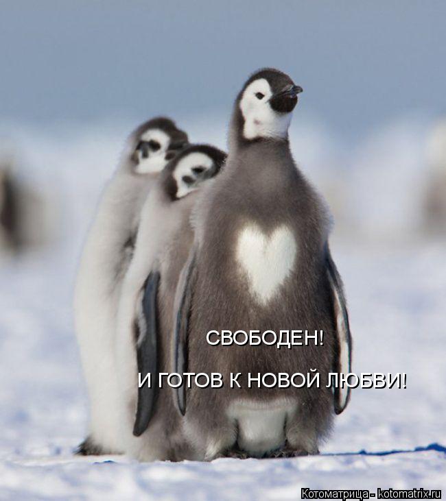 Котоматрица: СВОБОДЕН! И ГОТОВ К НОВОЙ ЛЮБВИ!