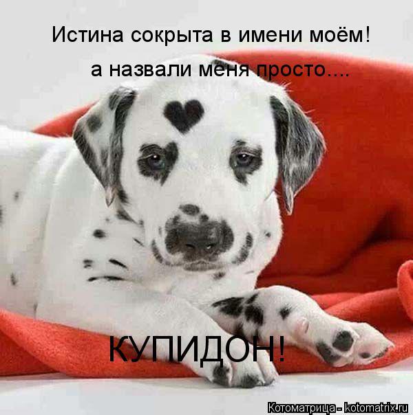 Котоматрица: Истина сокрыта в имени моём! а назвали меня просто.... КУПИДОН!