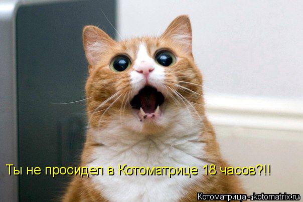 Котоматрица: Ты не просидел в Котоматрице 18 часов?!!