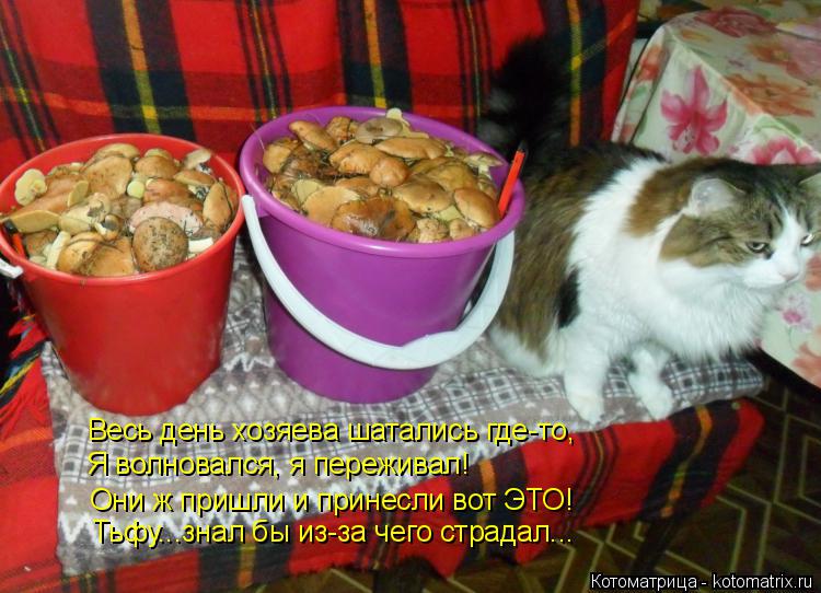 Весь день хозяева шатались где-то, Я волновался, я переживал! Они ж пришли и принесли вот ЭТО! Тьфу..... Котоматрица: Весь день хозяева шатались где-то, Я волновался, я переживал! Они ж пришли и принесли вот ЭТО! Тьфу...знал бы из-за чего страдал...
