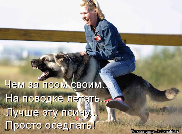 Котоматрица: Чем за псом своим... Лучше эту псину... Просто оседлать! На поводке летать...