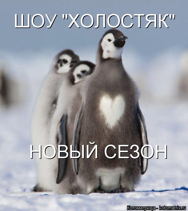 Котоматрица: ШОУ "ХОЛОСТЯК" НОВЫЙ СЕЗОН