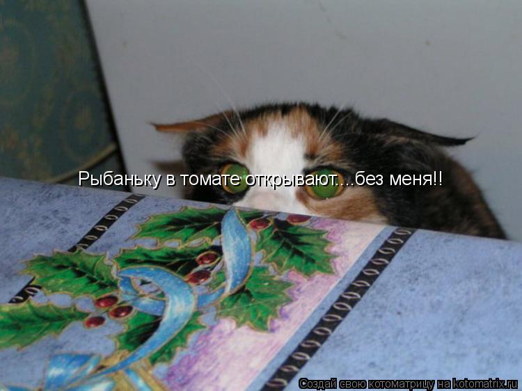 Рыбаньку в томате открывают....без меня!!... Котоматрица: Рыбаньку в томате открывают....без меня!!