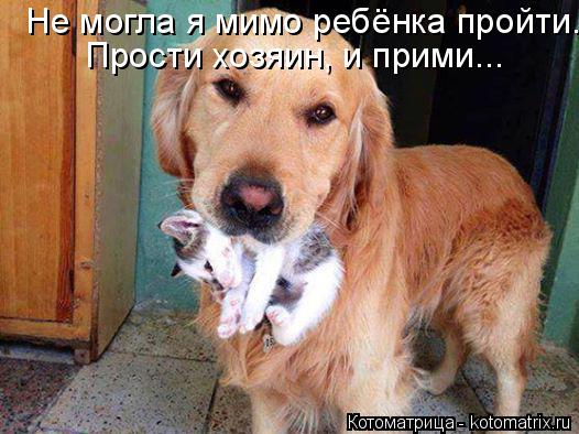Не могла я мимо ребёнка пройти. Прости хозяин, и прими...... Котоматрица: Не могла я мимо ребёнка пройти. Прости хозяин, и прими...