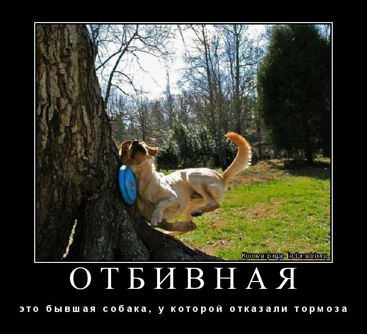 Котоматрица: ОТБИВНАЯ э т о   б ы в ш а я   с о б а к а ,   у   к о т о р о й   о т к а з а л и   т о р м о з а