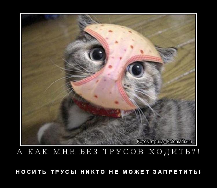 Котоматрица: А КАК МНЕ БЕЗ ТРУСОВ ХОДИТЬ?! Н О С И Т Ь   Т Р У С Ы   Н И К Т О   Н Е   М О Ж Е Т   З А П Р Е Т И Т Ь !