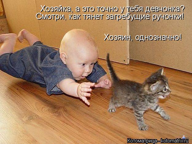 Котоматрица: Хозяйка, а это точно у тебя девчонка? Смотри, как тянет загребущие ручонки! Хозяин, однозначно!