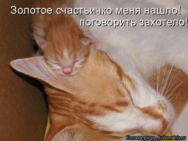 Котоматрица: Золотое счастьичко меня нашло!  поговорить захотело!