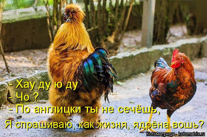 Котоматрица: - Хау ду ю ду - Чо ? - По англицки ты не сечёшь, Я спрашиваю, как жизня, ядрёна вошь?