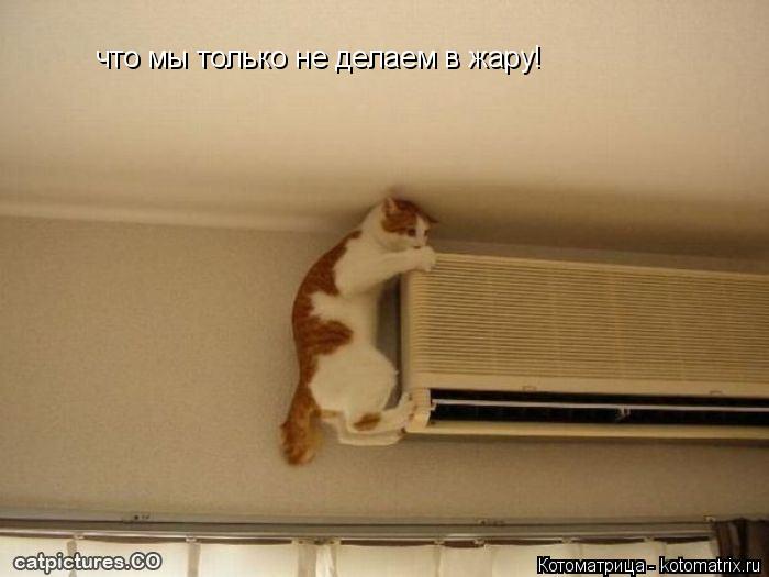 что мы только не делаем в жару!... Котоматрица: что мы только не делаем в жару!