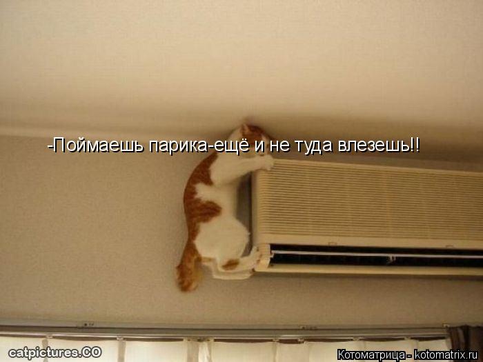 Котоматрица: -Поймаешь парика-ещё и не туда влезешь!!