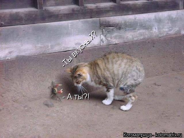 Котоматрица: -Ты вкусный? - А ты?!
