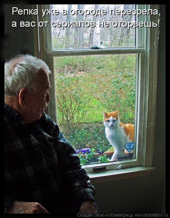 Котоматрица: Репка уже в огороде перезрела, а вас от сериалов не оторвешь!