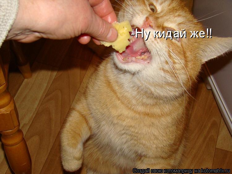 Котоматрица: -Ну кидай же!!