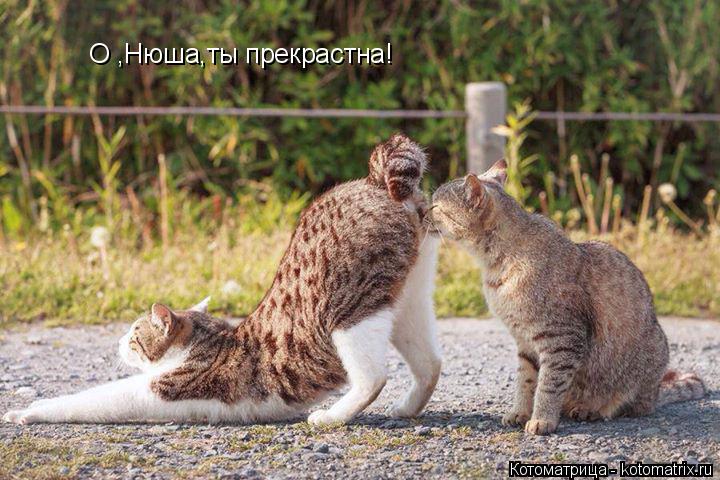 Котоматрица: О ,Нюша,ты прекрастна!