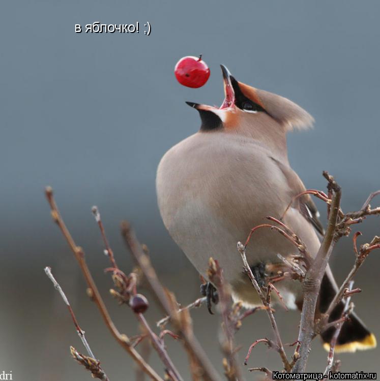 Котоматрица: в яблочко! ;)