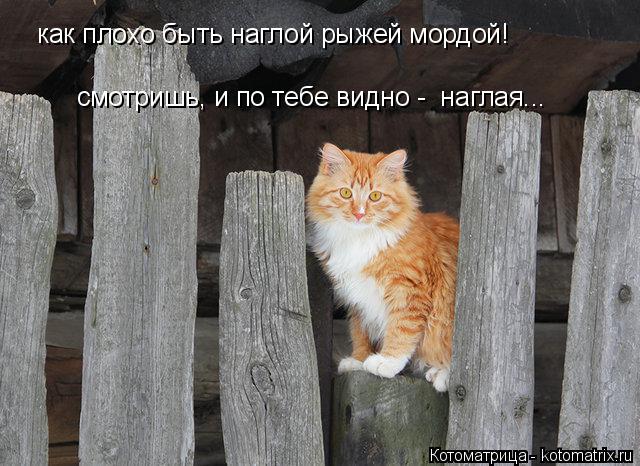 Котоматрица: как плохо быть наглой рыжей мордой! смотришь, и по тебе видно -  наглая...