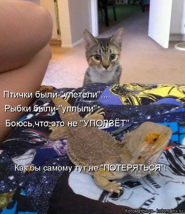 Котоматрица: Птички были-"улетели"... Рыбки были-"уплыли" Боюсь,что это не "УПОЛЗЁТ" Как бы самому тут не "ПОТЕРЯТЬСЯ"!