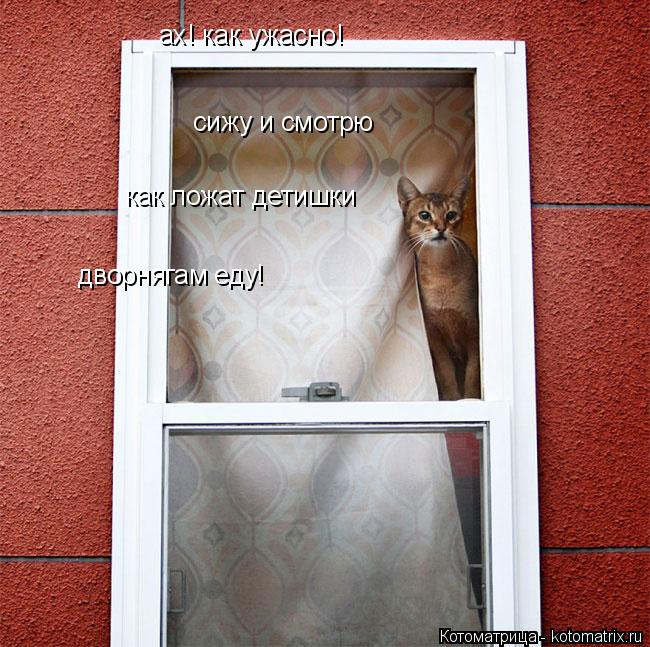 Котоматрица: ах! как ужасно! сижу и смотрю  как ложат детишки  дворнягам еду!