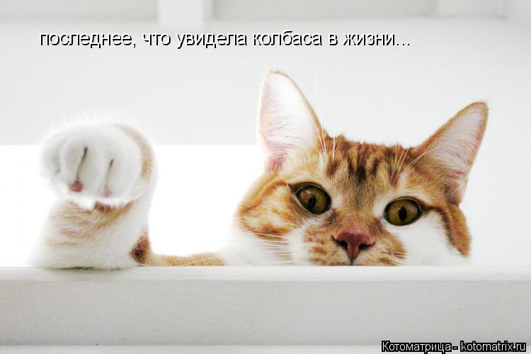 Котоматрица: последнее, что увидела колбаса в жизни...