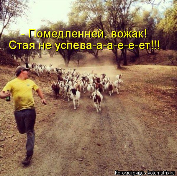 Котоматрица: - Помедленней, вожак! Стая не успева-а-а-е-е-ет!!!
