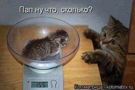 Котоматрица: Пап ну что, сколько?
