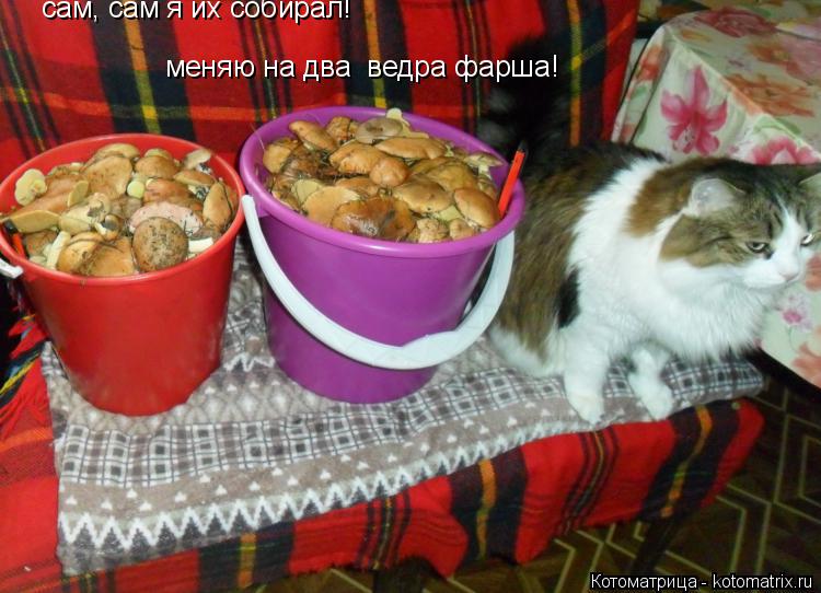 сам, сам я их собирал! меняю на два ведра фарша!... Котоматрица: сам, сам я их собирал! меняю на два ведра фарша!