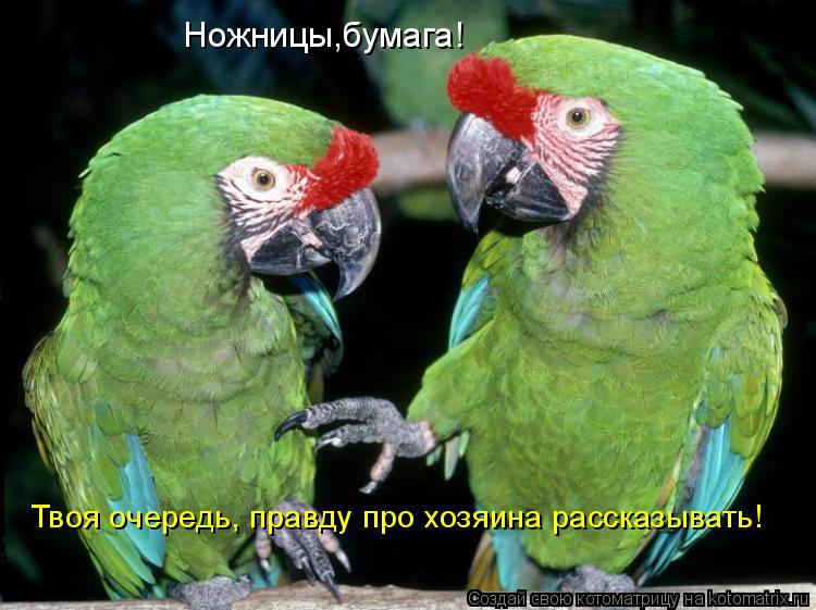 Котоматрица: Ножницы,бумага! Твоя очередь, правду про хозяина рассказывать!