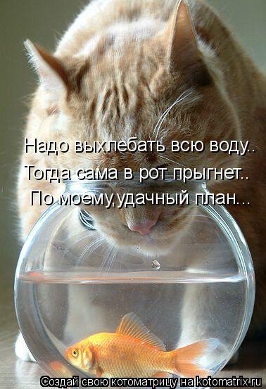 Котоматрица: Надо выхлебать всю воду.. Тогда сама в рот прыгнет.. По моему,удачный план...