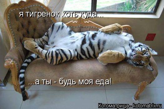 Котоматрица: я тигренок хоть куда... ...а ты - будь моя еда!