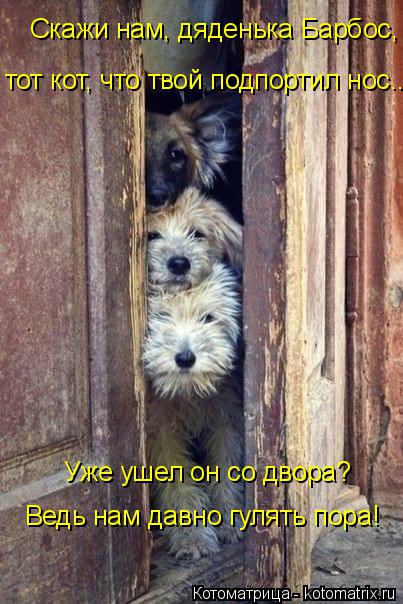 Котоматрица: Скажи нам, дяденька Барбос,   тот кот, что твой подпортил нос...  Уже ушел он со двора?  Ведь нам давно гулять пора!